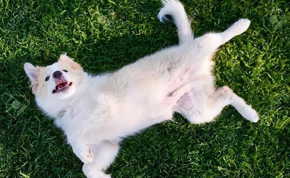 狗肚子水聲原因 狗肚子水聲原因