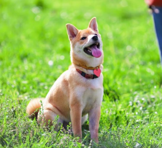 狗狗搖頭晃腦全解析：原因、健康警訊與實用應對指南