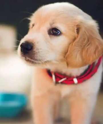 狗心臟病症狀 狗心臟病症狀