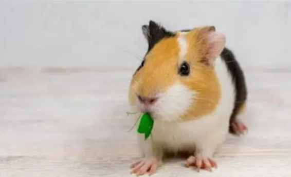 天竺鼠兔子一起養 天竺鼠兔子一起養