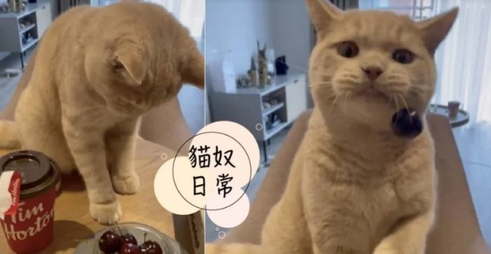 貓咪吃櫻桃安全嗎 貓咪吃櫻桃安全嗎