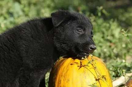 自製狗狗南瓜泥