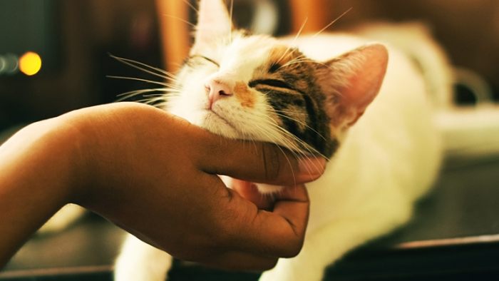 養一隻貓要多少錢