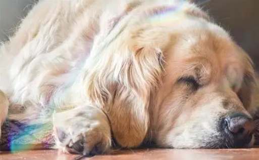 狗狗沒精神沒食慾