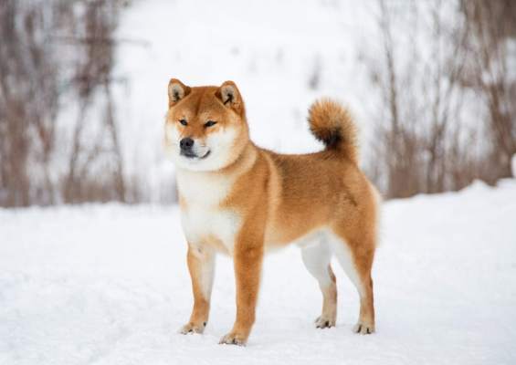 柴犬照顧指南 柴犬照顧指南