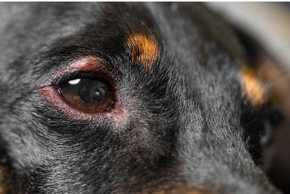 狗狗眼睛腫治療