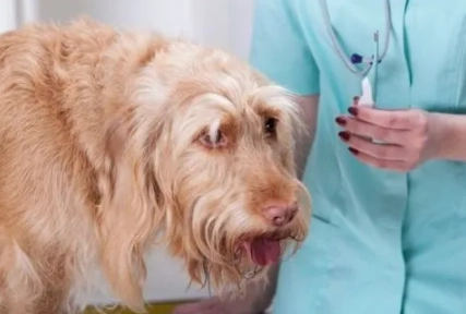 狗狗發燒的症狀