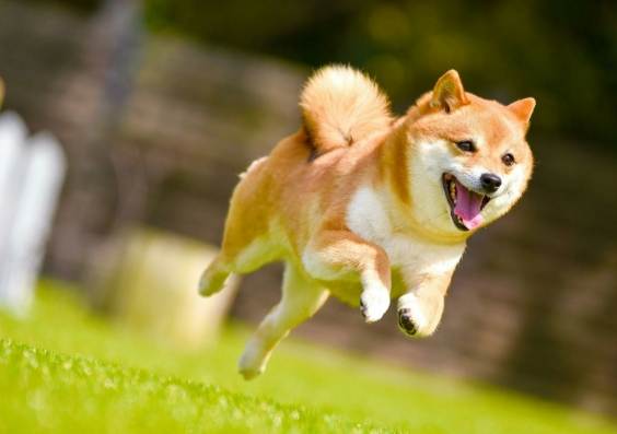 柴犬遛狗次數 柴犬遛狗次數