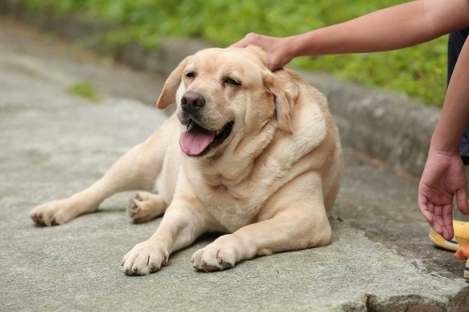 如何延長拉布拉多壽命 如何延長拉布拉多壽命