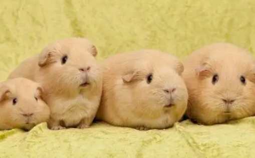 天竺鼠幼崽 天竺鼠幼崽