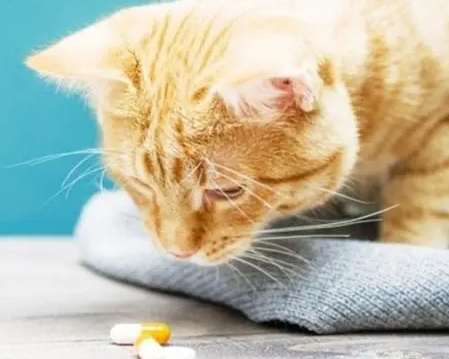 貓咪癲癇停藥