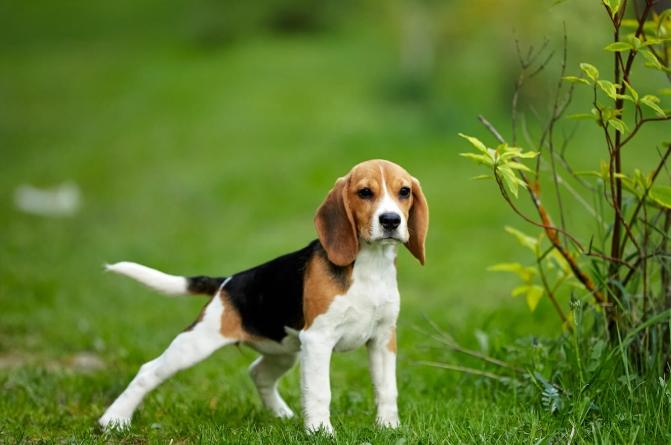 米格魯犬價格 米格魯犬價格