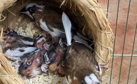 文鳥育雛管理 文鳥育雛管理