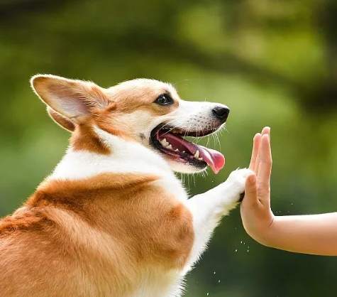 狗狗認主時間 狗狗認主時間