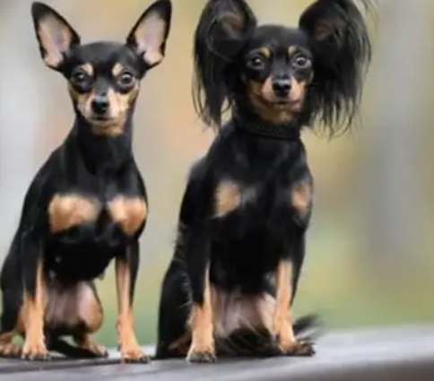 什麼狗不會長大 什麼狗不會長大