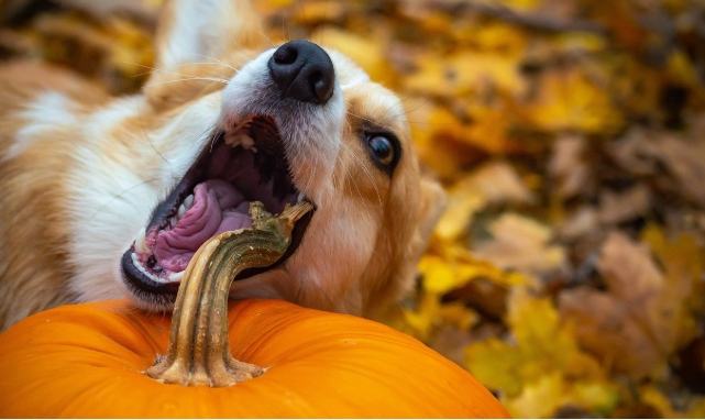 南瓜對狗的好處