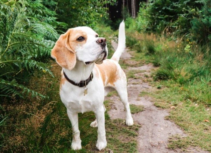 蝦殼對狗的影響 蝦殼對狗的影響