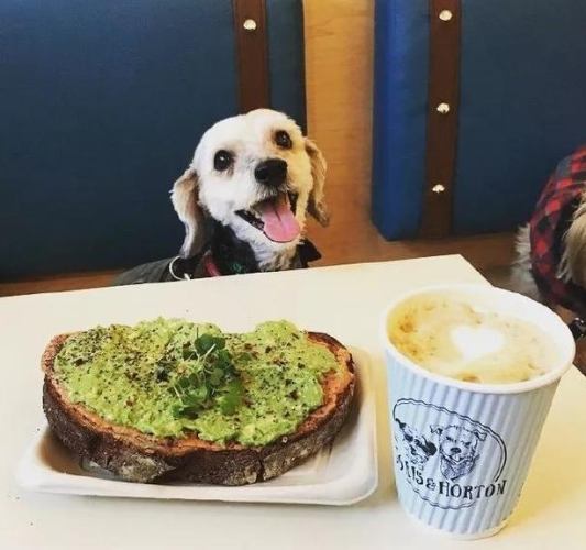 狗狗咖啡渣中毒 狗狗咖啡渣中毒