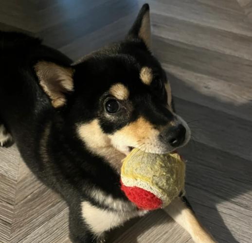 柴犬性格問題 柴犬性格問題