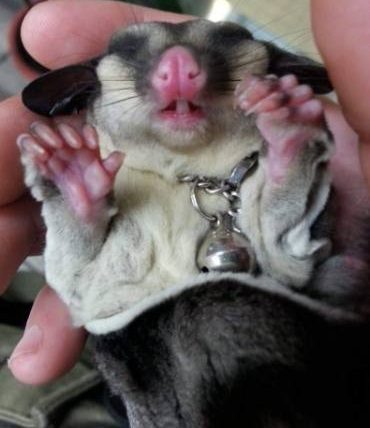 蜜袋鼯睡覺姿勢