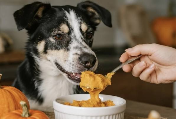 狗狗可以吃瓜子嗎