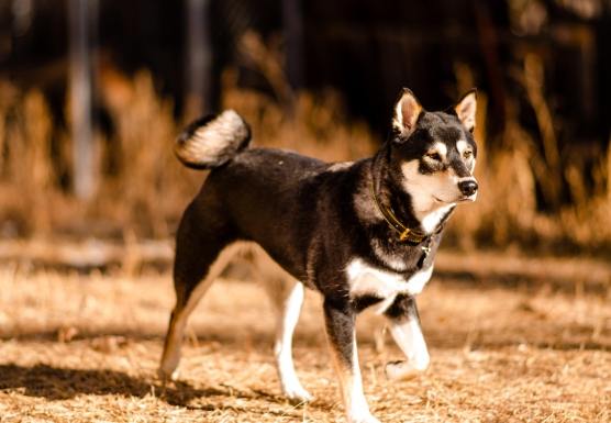 黑色柴犬飼養 黑色柴犬飼養