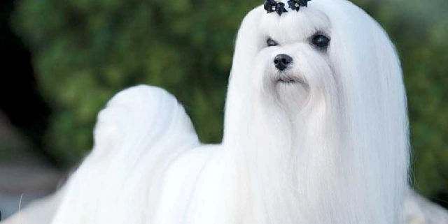 馬爾濟斯會掉毛嗎