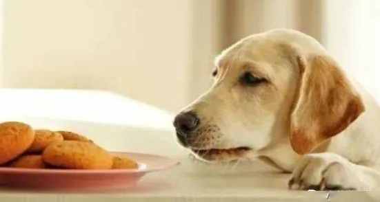 狗狗吃蝦殼安全 狗狗吃蝦殼安全