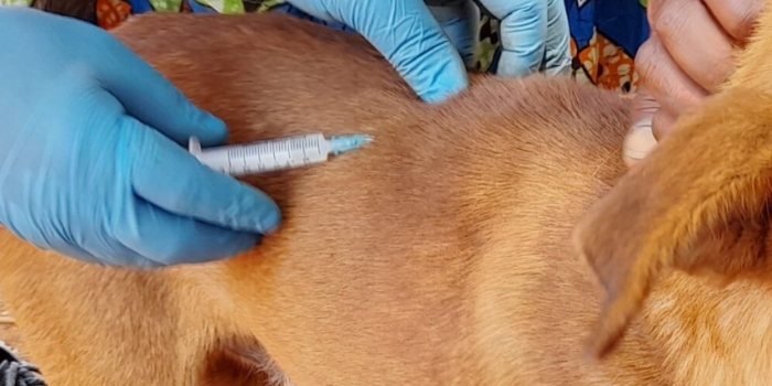 狂犬病疫苗接種