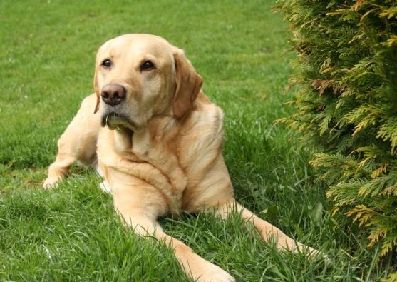 如何延長拉布拉多壽命 如何延長拉布拉多壽命