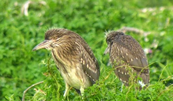 夜鷺幼鳥