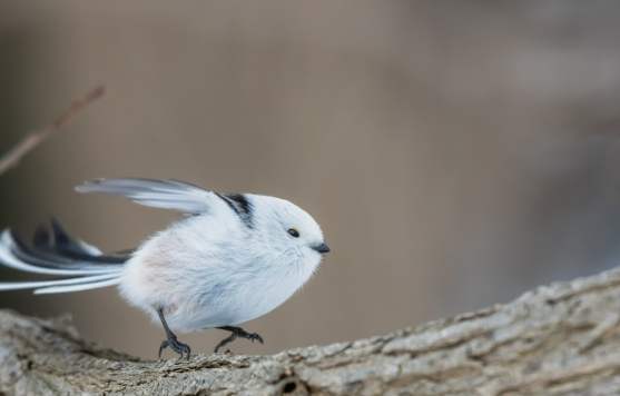 小鸟冬眠 小鸟冬眠