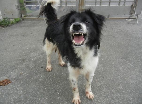 寵物攻擊家人 寵物攻擊家人