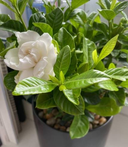 梔子花种植方法 梔子花种植方法