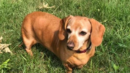 臘腸狗飼養注意 臘腸狗飼養注意