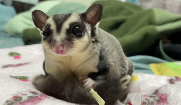 蜜袋鼯聲音意思 蜜袋鼯聲音意思