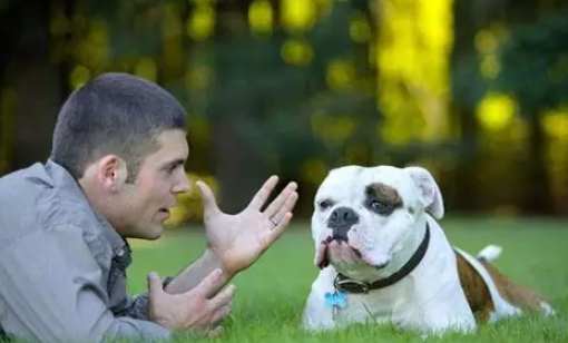 狗行為問題 狗行為問題