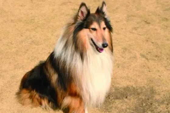 延長喜樂蒂牧羊犬壽命 延長喜樂蒂牧羊犬壽命