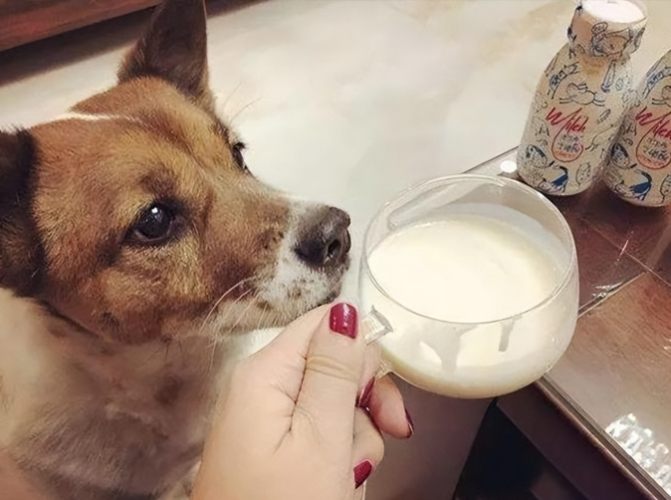 狗粥食譜 狗粥食譜