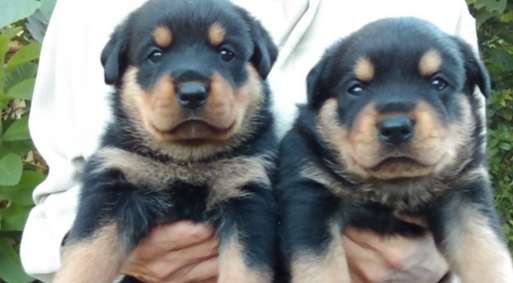 羅威納犬購買指南 羅威納犬購買指南