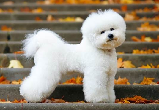 比熊犬黏人嗎？