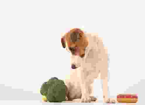 花椰菜對狗的好處