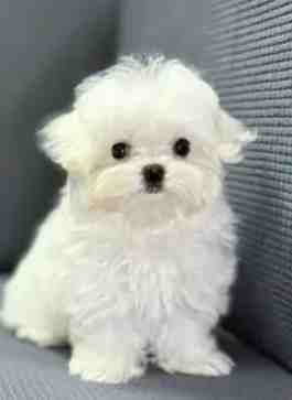 瑪爾濟斯幾個月成犬？