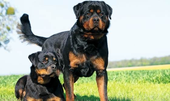 羅威納犬飼養 羅威納犬飼養