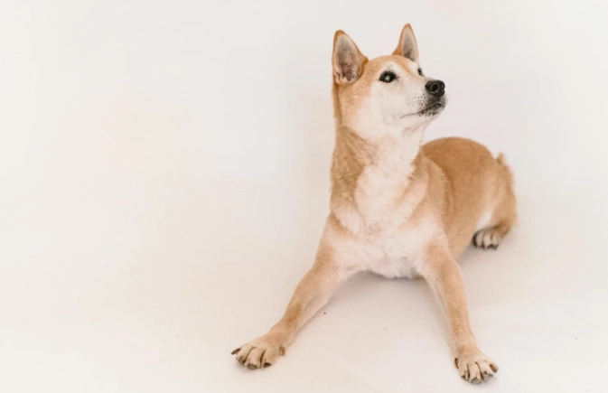 唐狗壽命全解析：如何讓你的毛孩活得更健康長壽