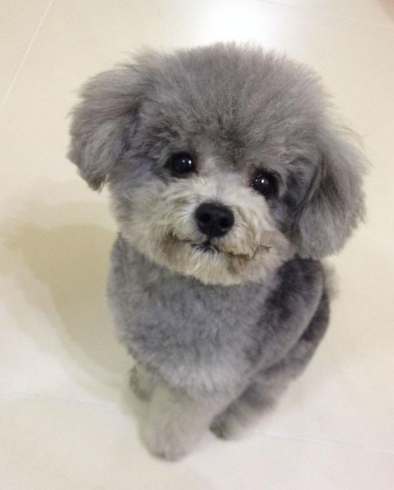 貴賓狗顏色全攻略：從常見色到稀有色的完整指南