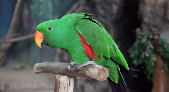 寵物鳥救援 寵物鳥救援