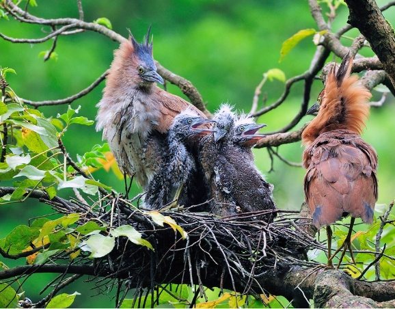 黑冠麻鷺吃什麼 黑冠麻鷺吃什麼