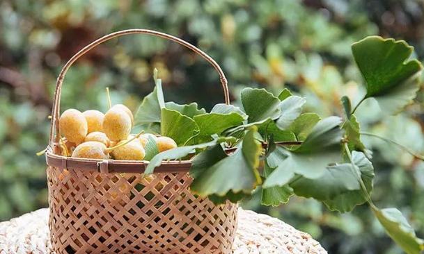 白果吃太多危害 白果吃太多危害