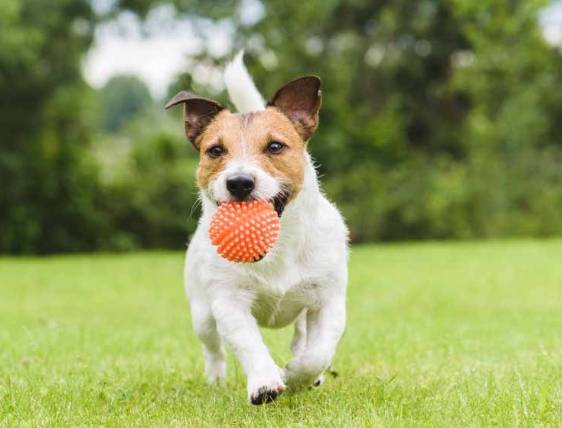 狗狗心臟病症狀 狗狗心臟病症狀